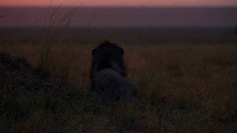 (ROARING)