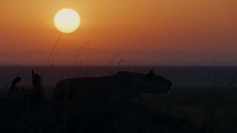 (ROARING)
