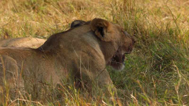 (ROARING)