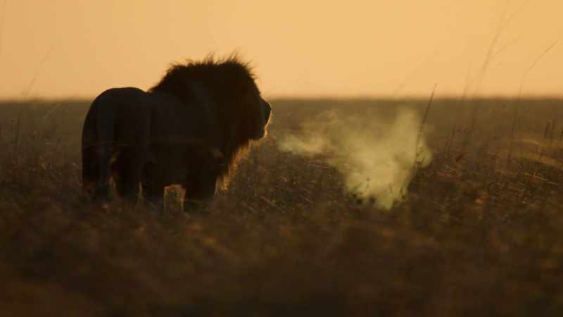 (ROARING)