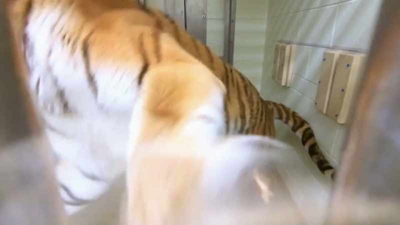 (roaring)