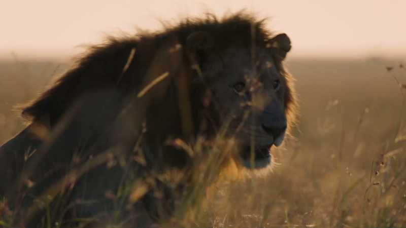 (ROARINGH) -To the males, she's nothing more