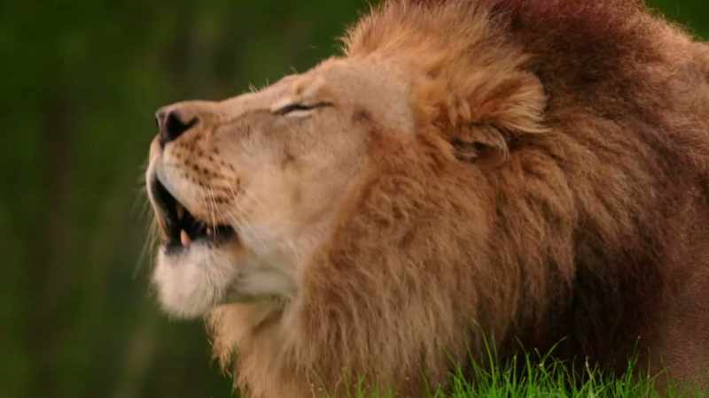 (ROARS)