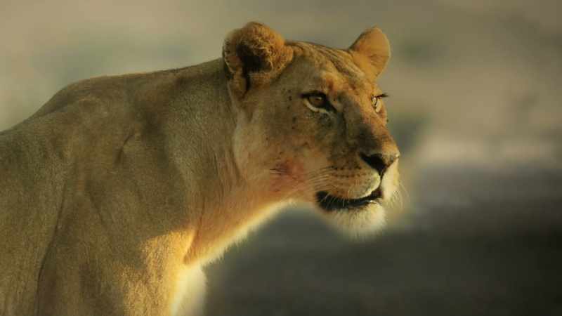 ROARS