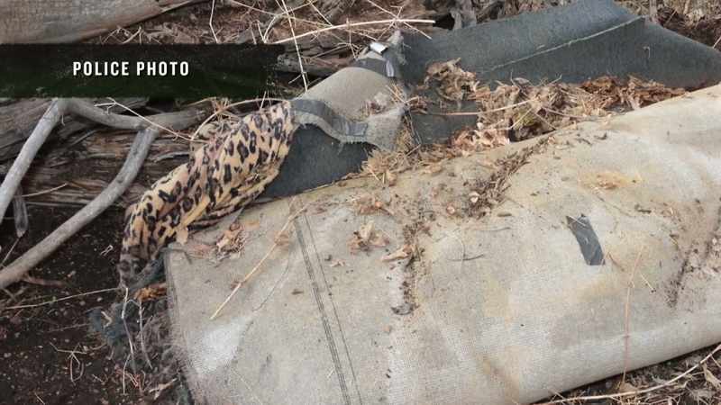 ROBB: The body was decomposed and with multiple stab wounds