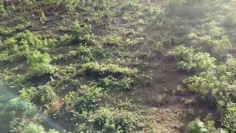 [Robynne] If you really want a healthy forest environment