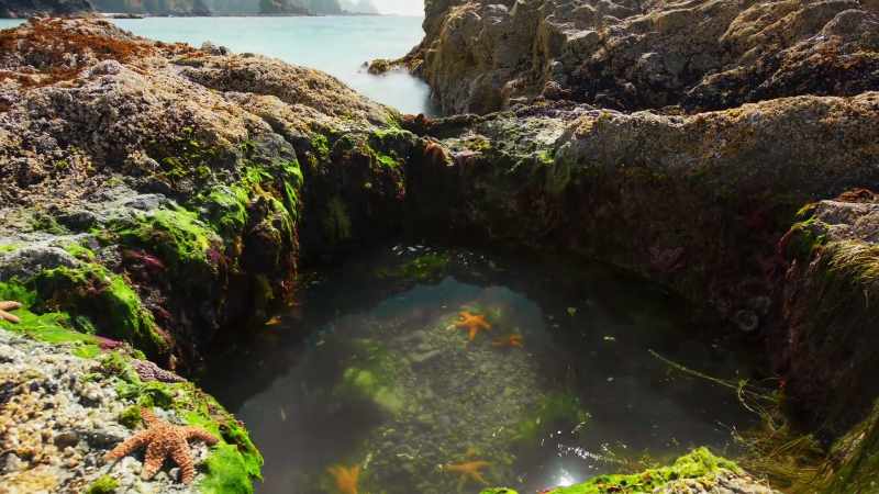 Rock pool dramas like these last just a few short hours