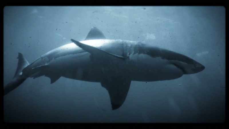 RODNEY: I was about ten meters down, filming up