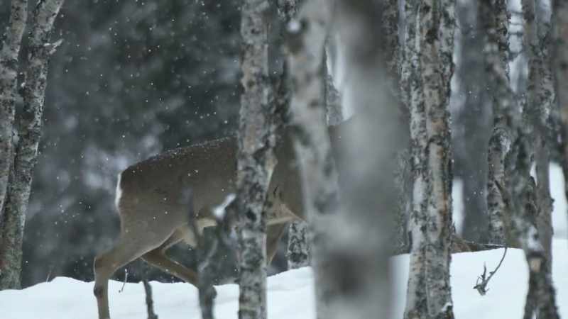 Roe deer find it difficult to run through thick snow