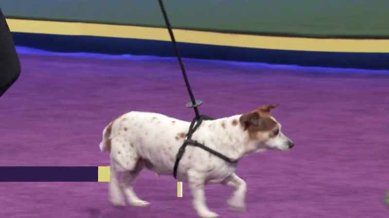 Romeo is a terrier mix