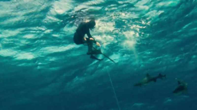 Ron and I discovered spearing a fish often attracted sharks