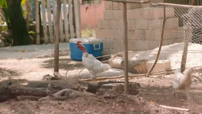 [rooster crows]