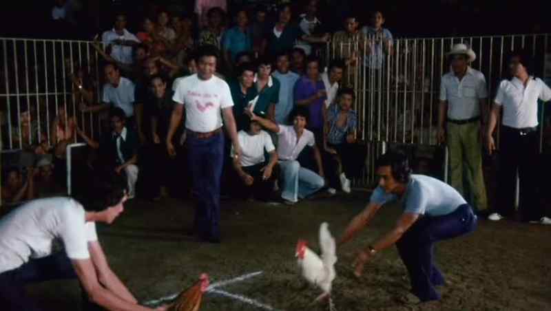(roosters squawking) (crowd roaring)
