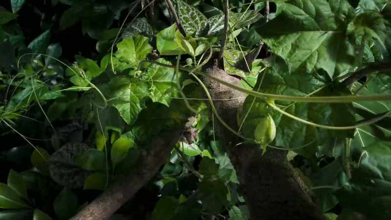 Rooted to the spot
