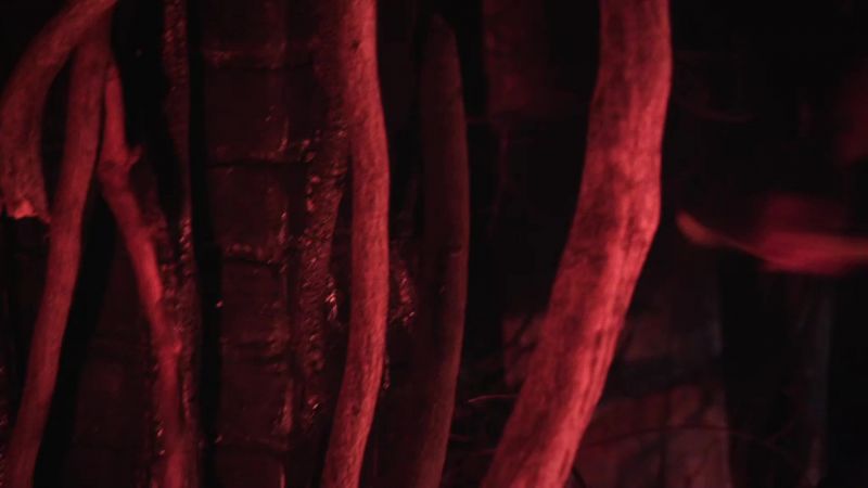 (Roots crackling, rustling)