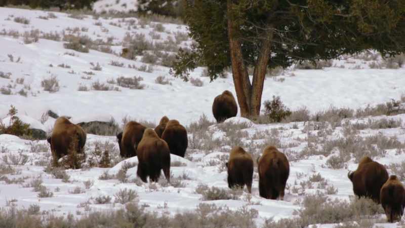 Rosalyn Lapier: They have always lived with humans