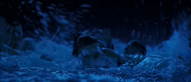 Rose! Get off her! Get off her!