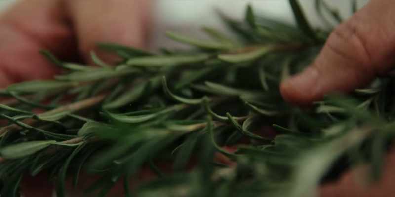 Rosemary in Phoenix, it's growing everywhere