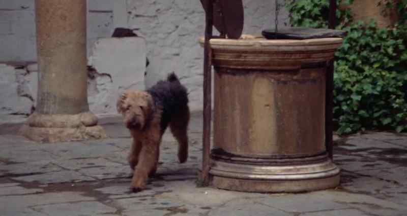 Rover!