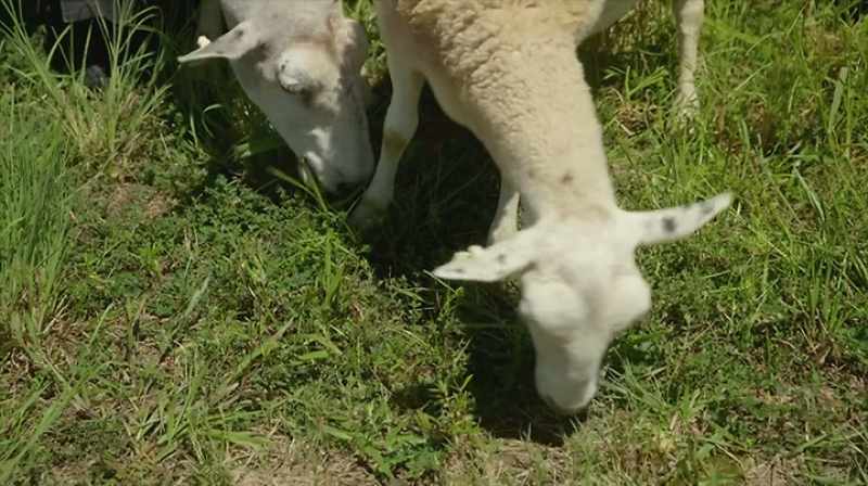 Rowe: Because that's how a sheep can do your taxes