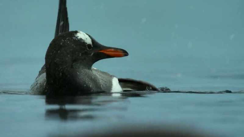 Ruffling their feathers traps air, which makes their bodies more streamlined
