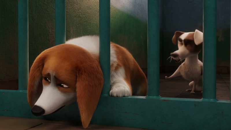 Rule five: all dogs