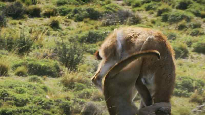 Rupestre risks being trampled
