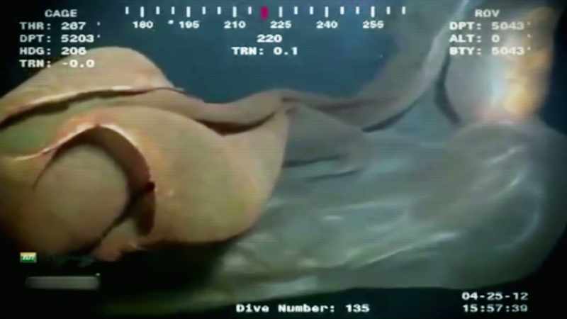 Ryan: IN THE DEEP SEA, IT'S RELATIVELY STAGNANT