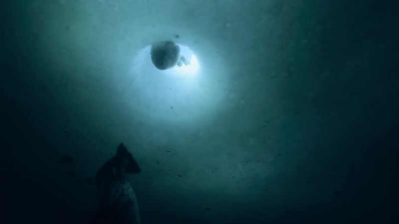 Safe under the ice