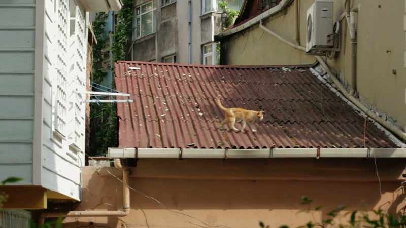 Sailors would keep cats on board to fend off rats