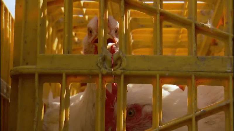 Salatin We have allowed ourselves