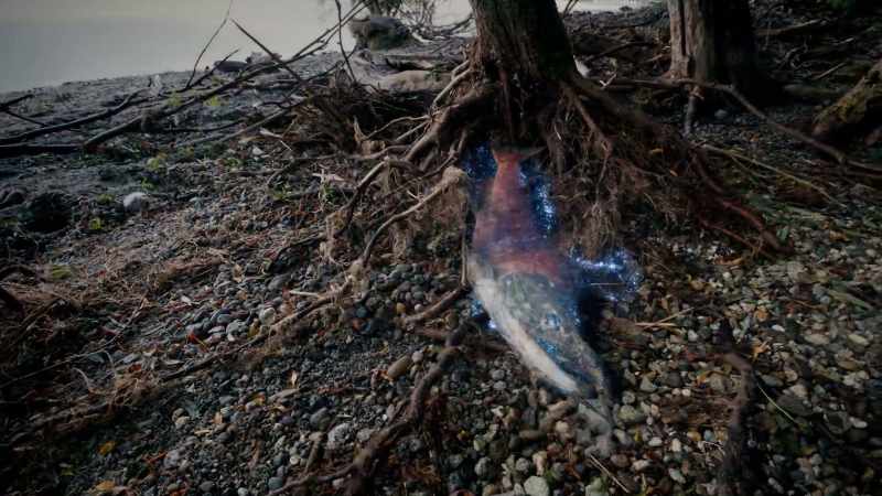 Salmon are packed with an element that is essential for life and that's nitrogen