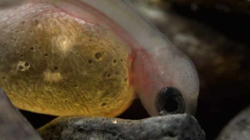 Salmon hatchlings grow strong in the river for several years