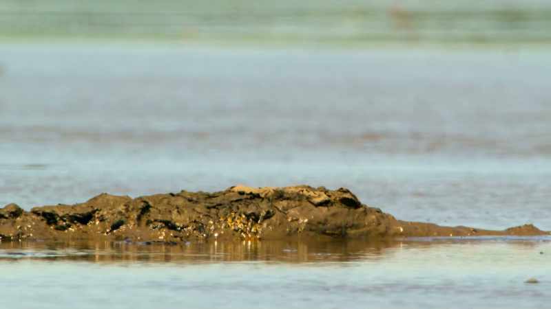 Saltwater crocodiles