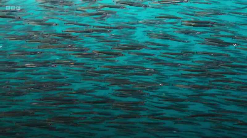 Sand eels are only 30 centimetres long