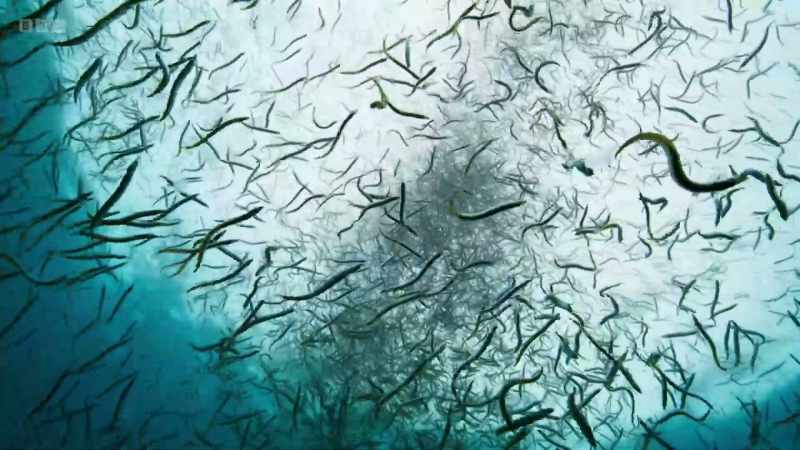 Sand eels are only 30cm long