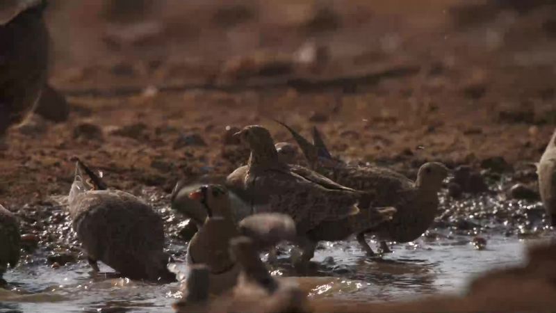 Sand grouse, commute from their distant nests