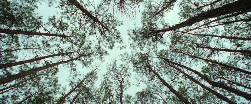 [Sandy] It's beautiful, isn't it? All them trees just going up, up, up
