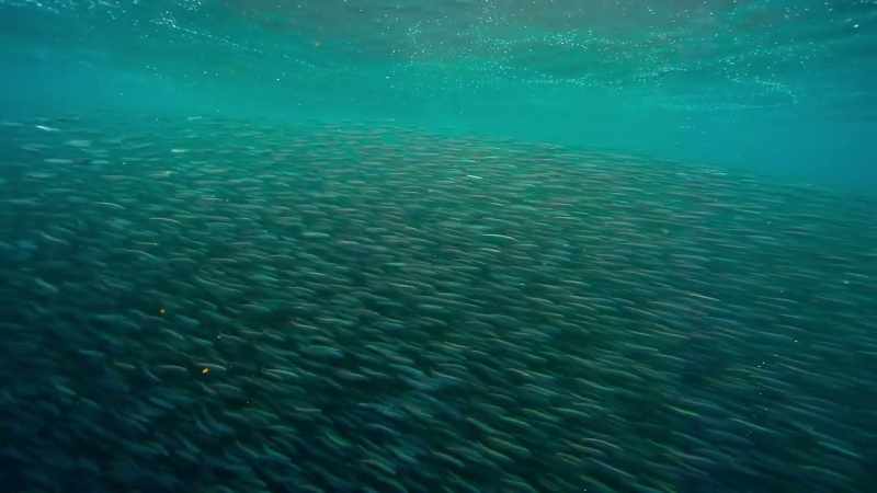 Sardines