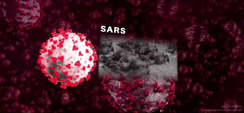 SARS is thought to have spread from live animal wet markets