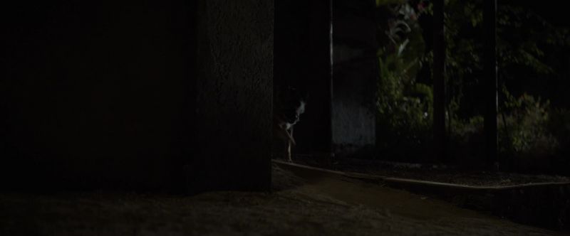 (SAUL BARKS, GROWLS) BRUCE: Saul?