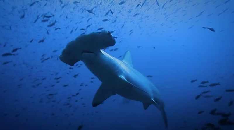 Saw hammerhead sharks a few times