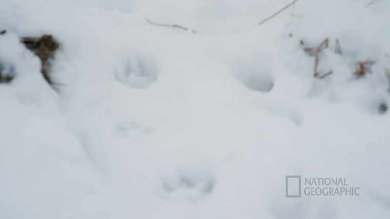 Saw some wolf tracks though, and the wolf is probably