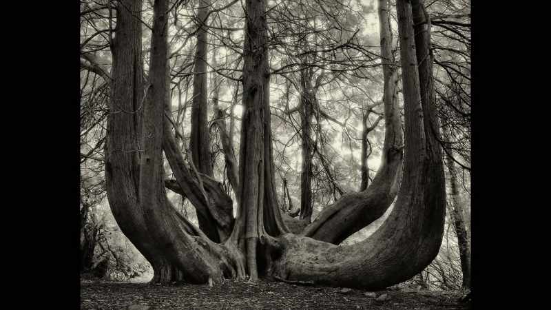Say, for example, the dragon's blood trees in Yemen