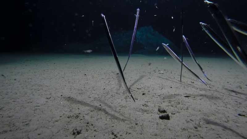 Scabbardfish, habitually swimming upright