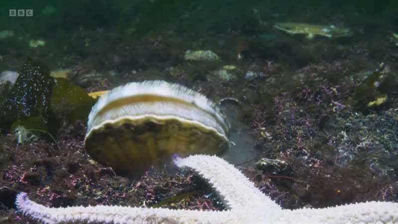 Scallops are surprisingly mobile