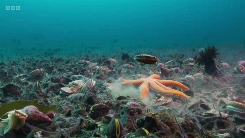 Scallops can be harvested sustainably and without damaging