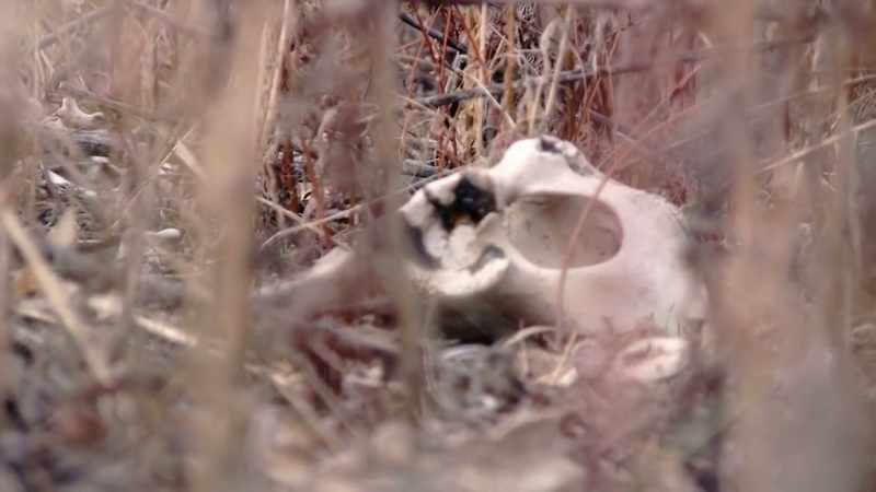 Scavengers and wild animals, certainly in a year's time