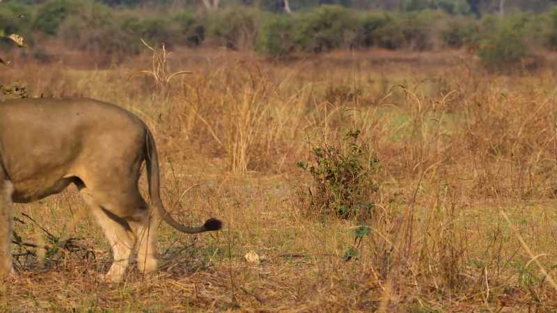 Scent marking is a sure sign that they mean to take over