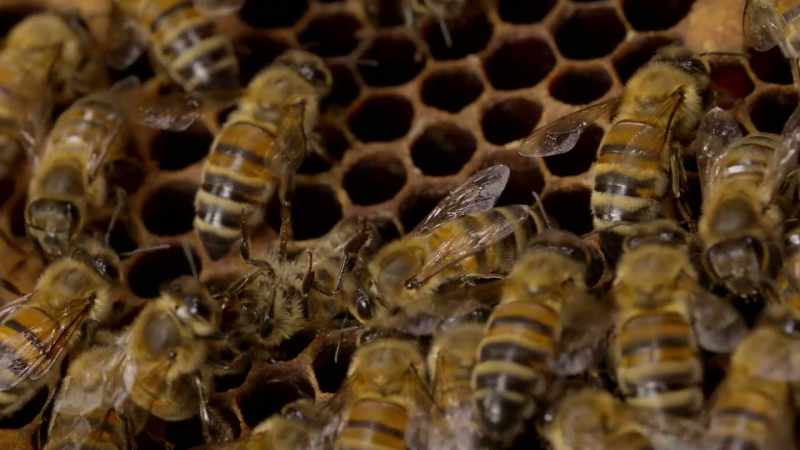 Scent of oleic acid always means dead bee